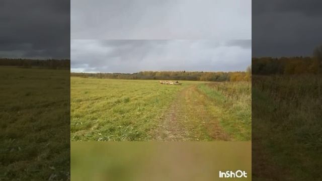 Шестерик соловых белорусов в работе. kazenkin.ru смотреть онлайн