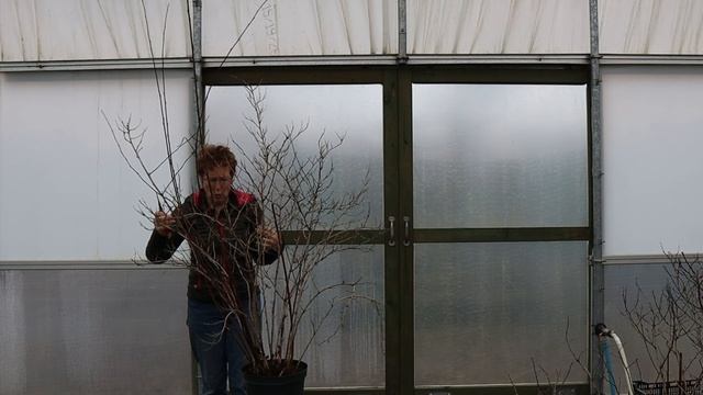 How To Prune Physocarpus In Spring смотреть онлайн