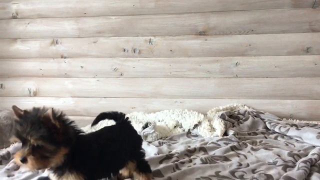 Мини красотка йорк❤️ смотреть онлайн