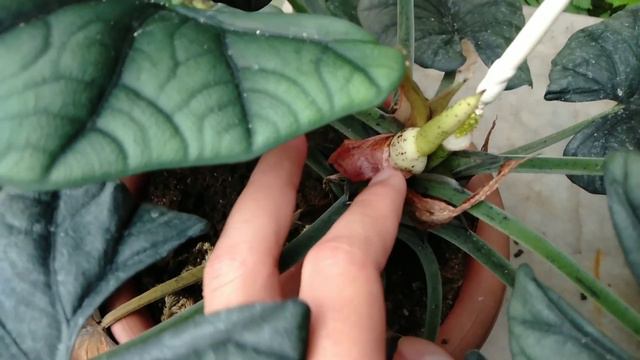Hybrid Silang Alocasia Nebula Ealine x Dragon Moon By Yusuf Saputra смотреть онлайн