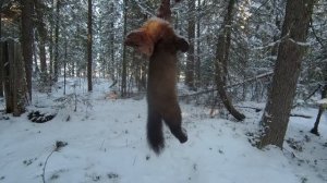 Охота На Соболя | Капканы: Ящичный Дуплет