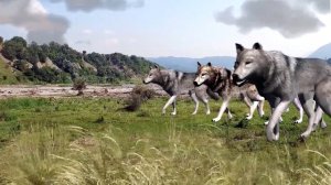 🐺Сборник лучших чеченских песен🐺