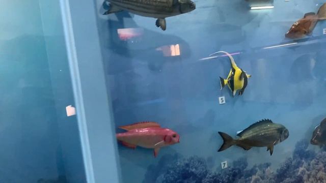 Маврикий. Порт-Луи. Национальный исторический музей. Natural History Museum. смотреть онлайн