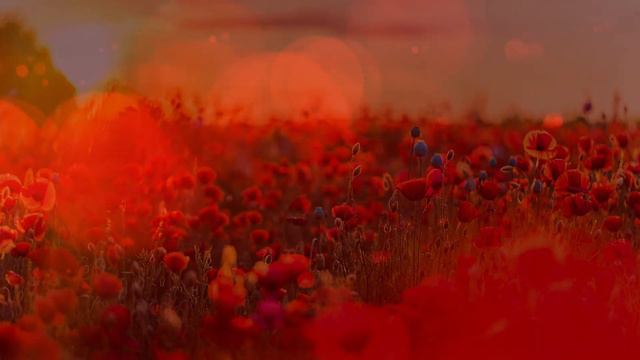 Try this Red Light Meditation Music Therapy for 3 minutes ✨ Ambient Cinematic Piano and Oud смотреть онлайн