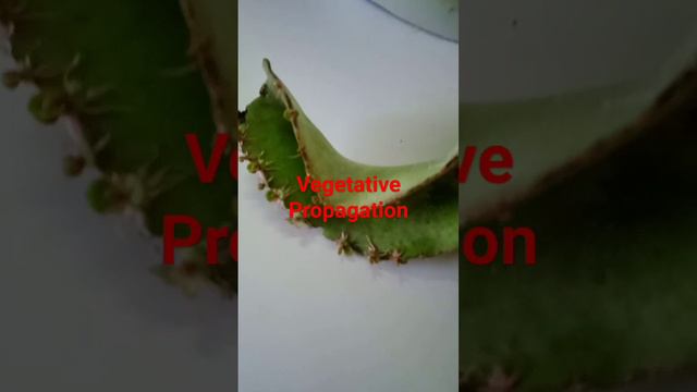 Asexual reproduction||Bryophyllum#science#Viral#trending#yt short#Happy learning смотреть онлайн