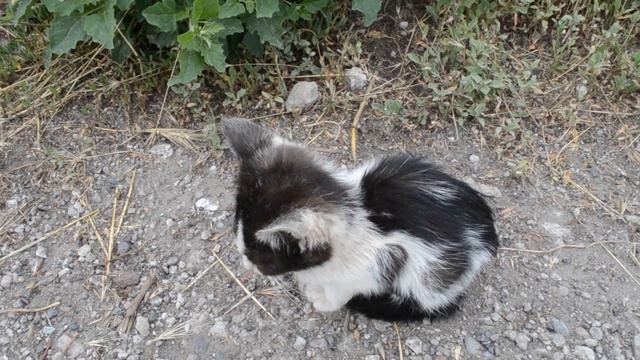 Маленький котенок не захотел сниматься смотреть онлайн