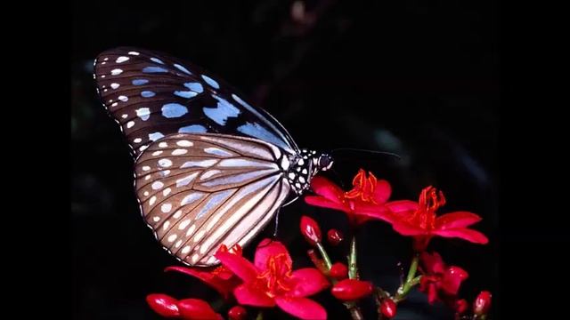 Snatam Kaur- Mul Mantra смотреть онлайн