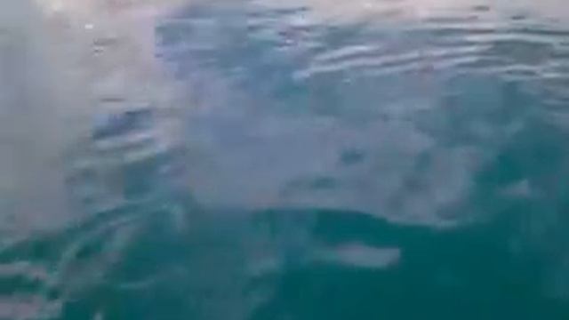 дельфины Черное море смотреть онлайн