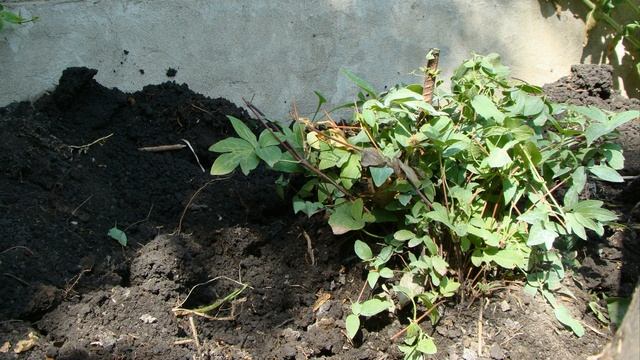 Клематисы. Осенняя пересадка смотреть онлайн