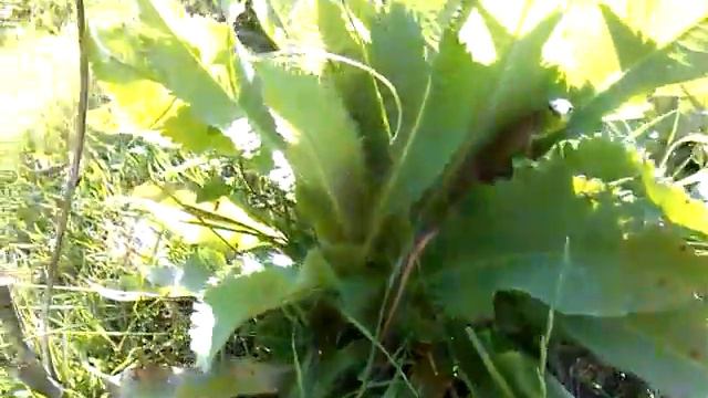 Ящерка спряталась от жары смотреть онлайн