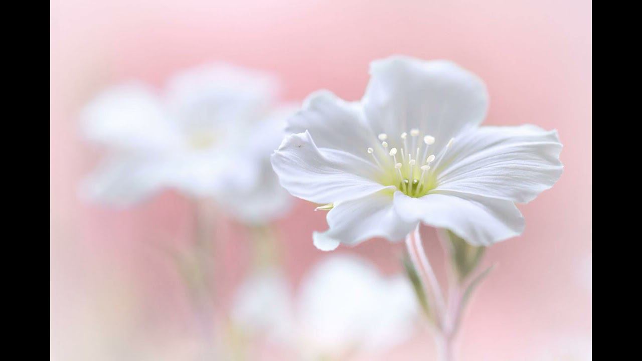 «Не надо...» Юрий Сорокин смотреть онлайн