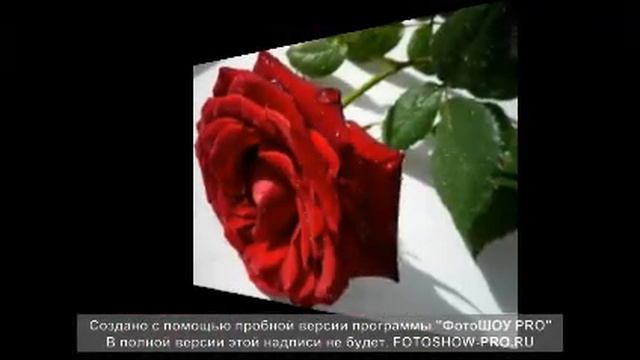Азамат Пхешхов Роза смотреть онлайн