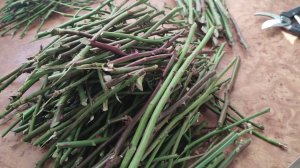 Заготовка черенков роз на зиму