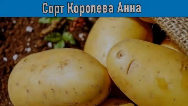 Семена Картофеля Королева Анна смотреть онлайн