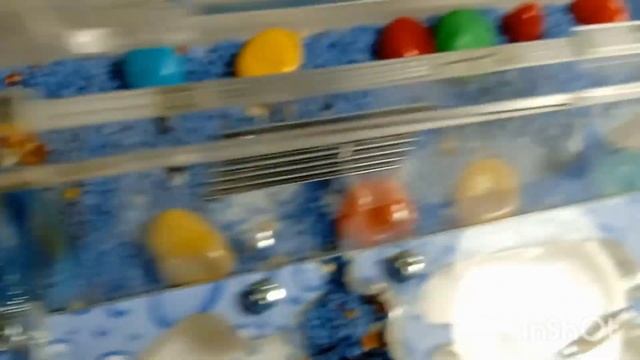 Интересное поведение муравьёв в формикарии. Сортировка еды.