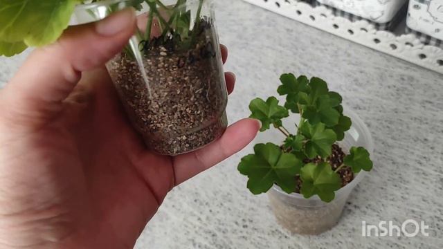 Укоренение черенков пеларгонии в вермикулите за 10 дней! Мой опыт