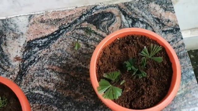 Actiniopteris Radiata Plant /@Suganya Rajan