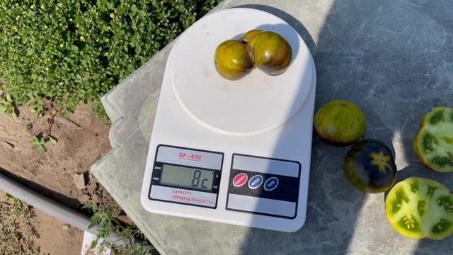 Томат КРИПТОНИТ. Kryptonite  Tomato