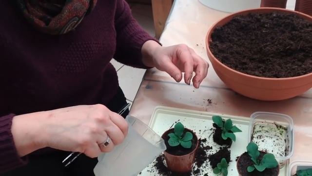 Выращивание петунии из семян.Часть4 - пикировка. смотреть онлайн