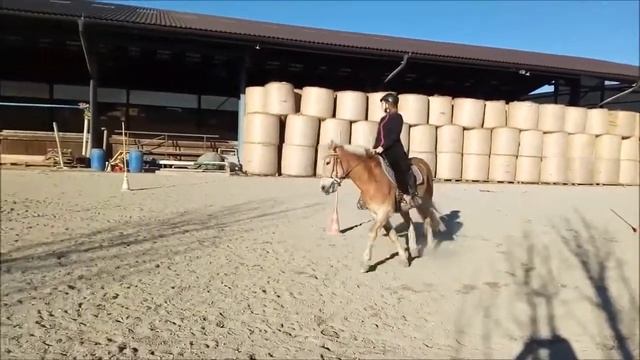 Working Equitation:препятстствие "Слалом" смотреть онлайн