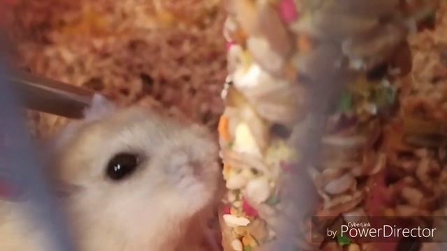 ПРОБУЕМ НОВОЕ ЛАКОМСТВО / Что подойдёт хомячкам? | Hamsters Family смотреть онлайн