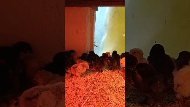 Цыплята кохинхин . уход с первых дней. смотреть онлайн