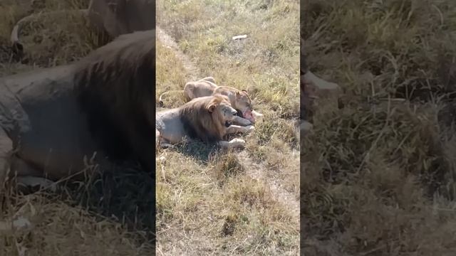 Чук приударяет за Любашей! Парк львов "Тайган" смотреть онлайн