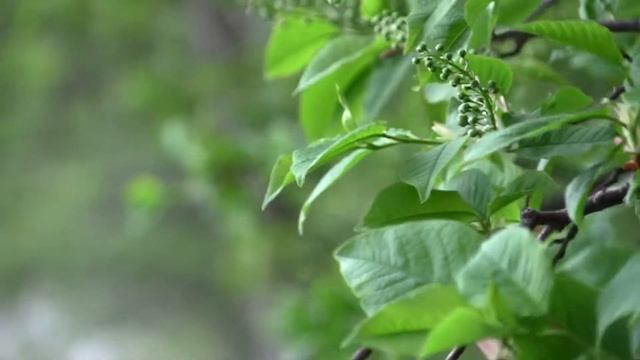 nnnnvad,тест Canon Legria HF S20, весенняя зелень смотреть онлайн