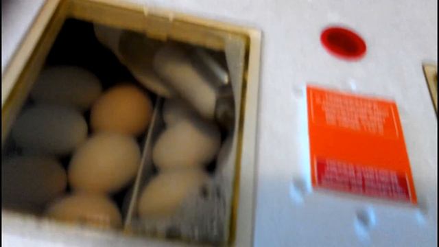 ИНКУБАЦИЯ КУРИНЫХ ЯИЦ//8-18 день смотреть онлайн