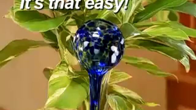 Aqua Globes это стеклянные колбы для автоматического полива комнатных растений смотреть онлайн