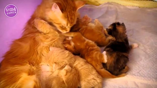 Почему кошка топчет вас лапками // Кошачий массаж что это? смотреть онлайн
