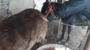 Ивермек по прибытию с пастбища на стойло. Жеребцам и овцам.