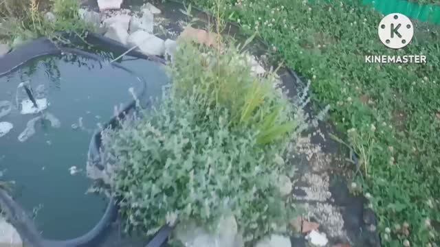 Пряно ароматические и лекарственные растения сада. Часть вторая. смотреть онлайн