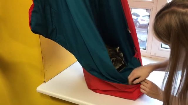 Нападение енота на человека (очень милое) смотреть онлайн