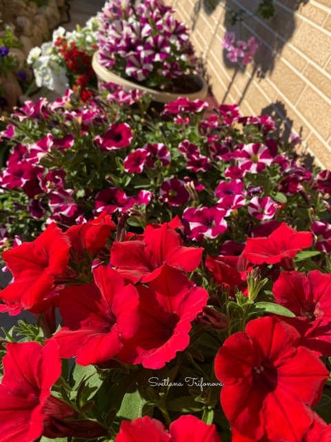 Петуния из семян/растёт как на дрожжах/ листовая подкормка/?? смотреть онлайн