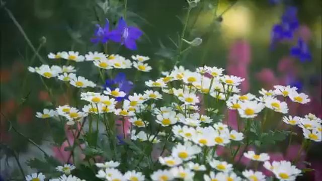 Муж отдавал деньги свекрови на хранение, а она их потратила на свадьбу дочери! Жизненные истории. смотреть онлайн