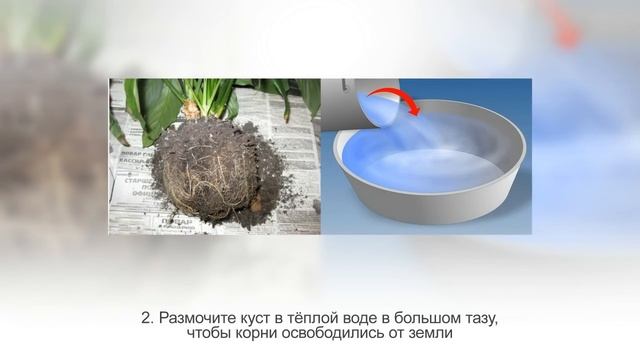 СПАТИФИЛЛУМ размножение. Цветок ЖЕНСКОЕ СЧАСТЬЕ, размножение делением куста смотреть онлайн