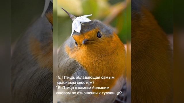 Викторина "Наши пернатые друзья" смотреть онлайн