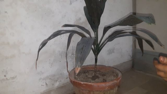 Dracaena Cordyline Plant Care