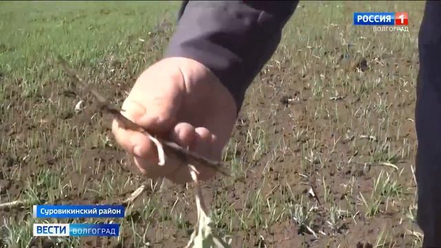 В Волгоградской области борются с горчаком ползучим.mp4 смотреть онлайн