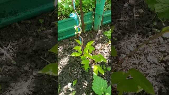 Актинидии Киевские, Женева, Кенс Ред, Байерн, Вейки, Ананасная, Джамба, Скарлет, Пурпурная, Чан Бай смотреть онлайн