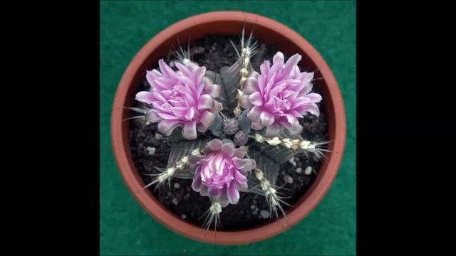 The World of Cacti: Discocactus / Gymnocalycium / Lophophora смотреть онлайн