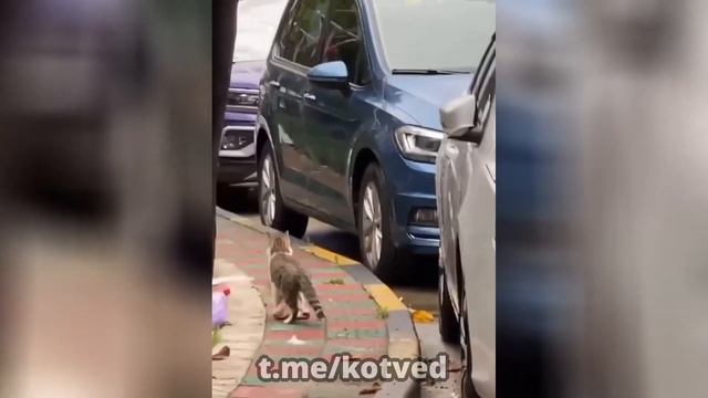 Видеонарезка: 