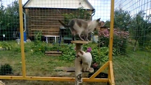 Котята Наирии в вольере.mp4 смотреть онлайн