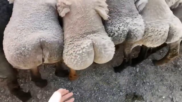 So cute! Kashgar lamb’s "bubble butt" смотреть онлайн