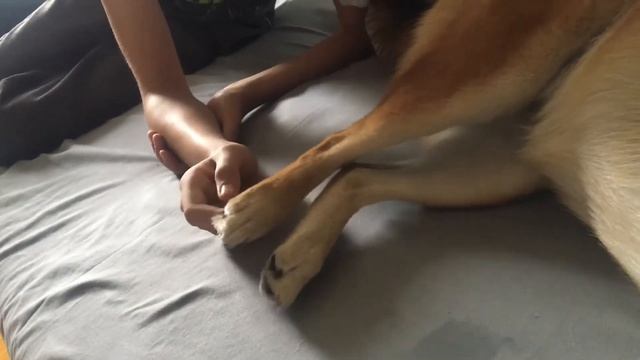 Shiba inu. Сиба ину ( Шиба ину) боится щекотки. смотреть онлайн