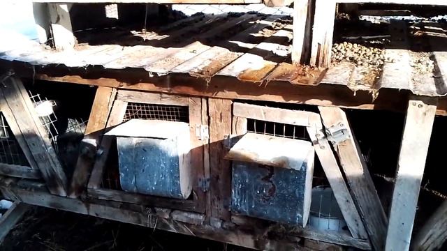 Окрол в не маточник даю второй шанс. смотреть онлайн