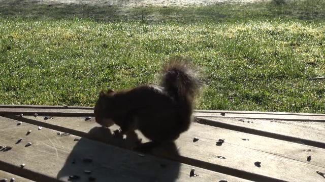TALKING SQUIRREL ... смотреть онлайн