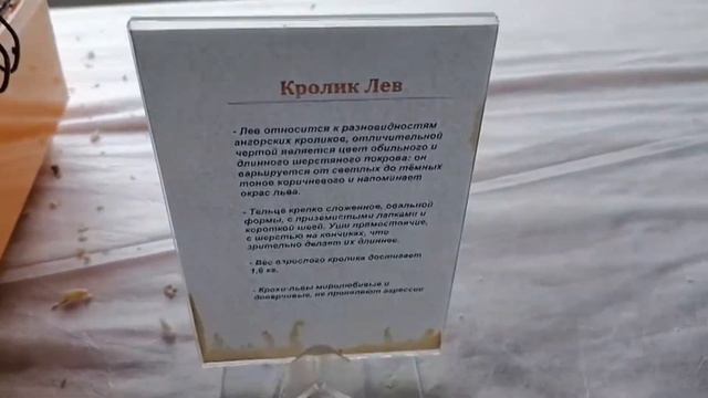 Выставка кроликов (Запорожье) смотреть онлайн