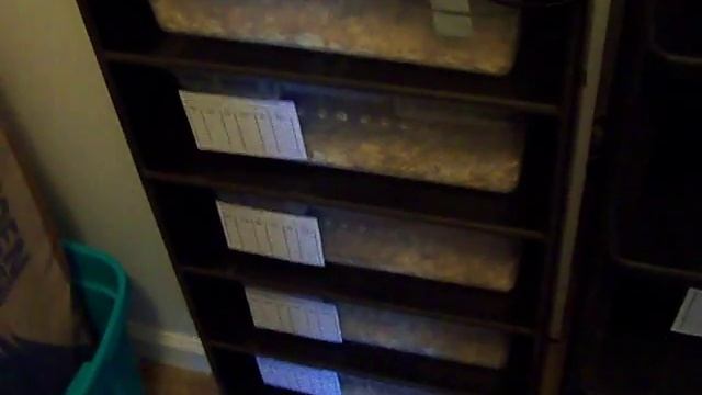 Ball Python Collection Update (8/22/2011) & Some Rat Breeding смотреть онлайн